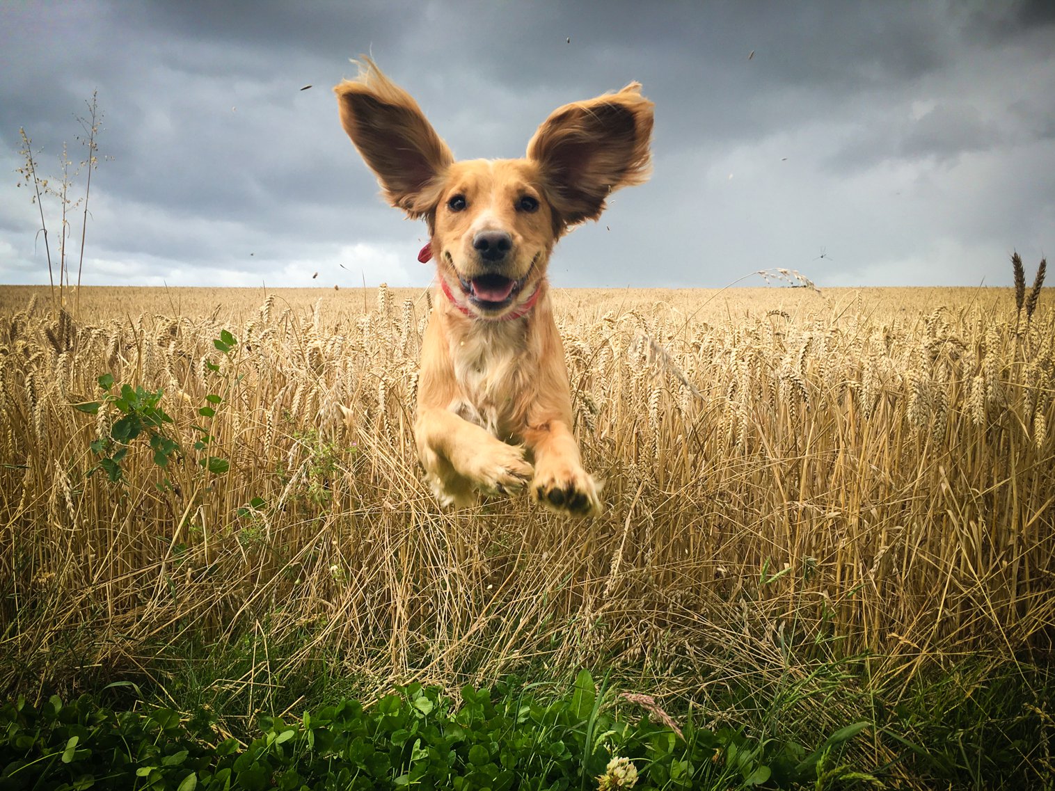 How To Say Excited In Spanish SpanishDictionary